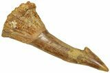 Fossil Sawfish (Onchopristis) Rostral Barb - Morocco #322864-1